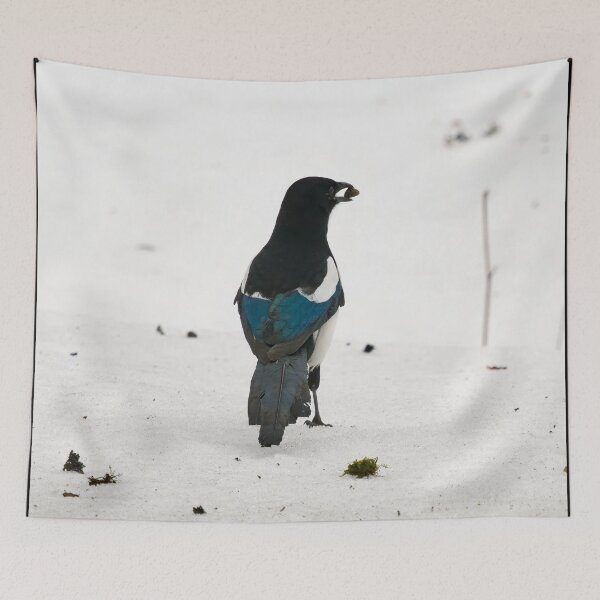 Item preview, Standing pose. Eurasian magpie designed and sold by Jouko Lehto Photography.
