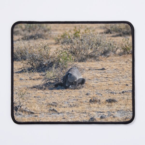 Item preview, Honey badger searching for food designed and sold by Photopat.