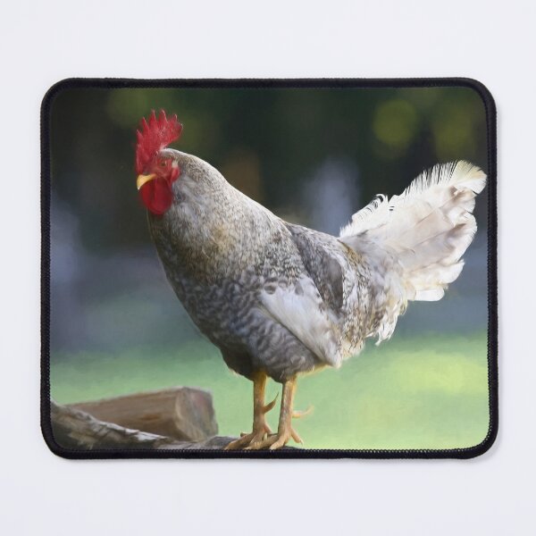 Item preview, This Rooster Knows He Is A Stud designed and sold by CarolRMontoya.