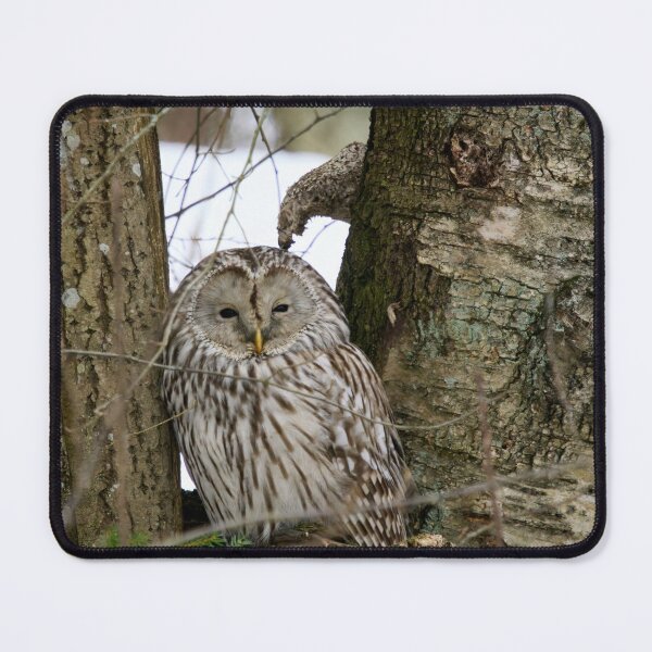 Item preview, Black eyed beauty. Ural owl designed and sold by Jouko Lehto Photography.