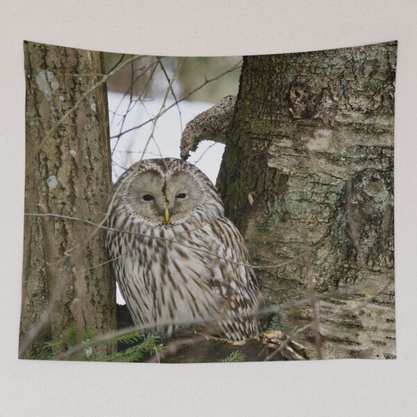 Item preview, Black eyed beauty. Ural owl designed and sold by Jouko Lehto Photography.