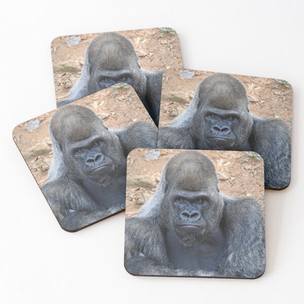 Item preview, Silverback Gorilla Stadi at Zoo Atlanta designed and sold by Zoo and Nature Photography by Karie.