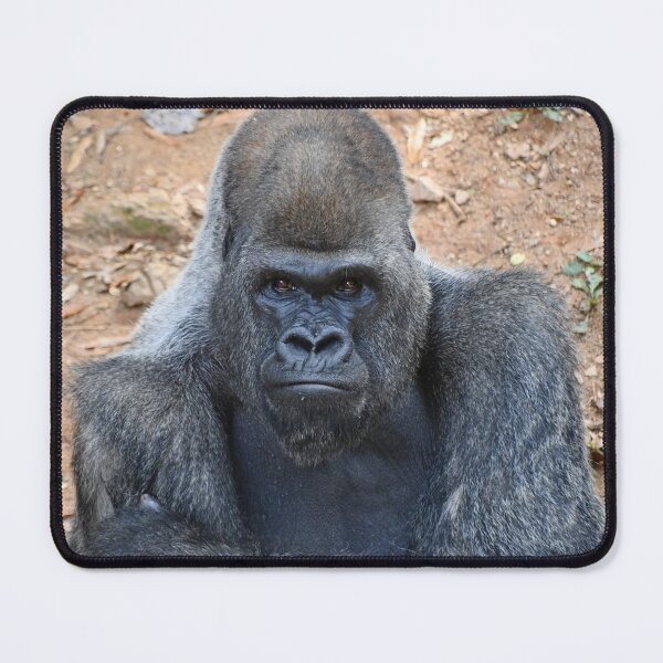 Item preview, Silverback Gorilla Stadi at Zoo Atlanta designed and sold by Zoo and Nature Photography by Karie.