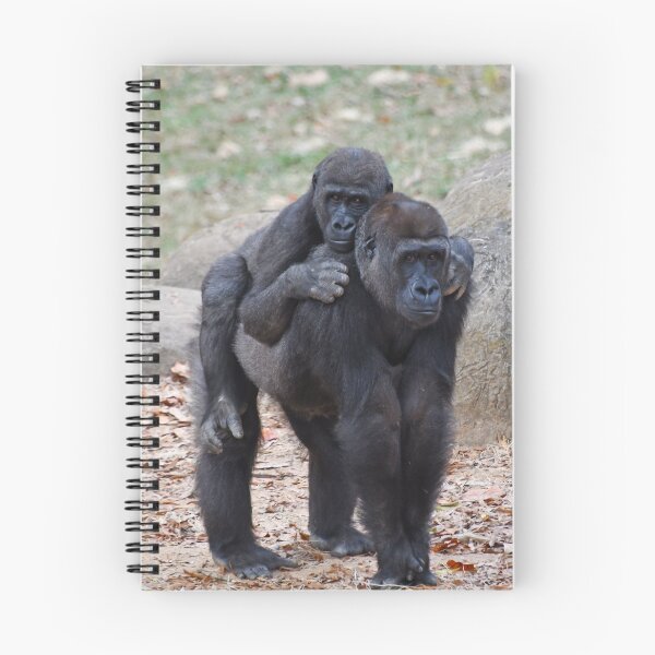 Item preview, Gorillas Floyd and Andi at Zoo Atlanta designed and sold by Zoo and Nature Photography by Karie.