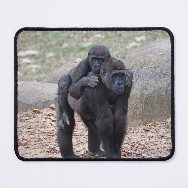 Item preview, Gorillas Floyd and Andi at Zoo Atlanta designed and sold by Zoo and Nature Photography by Karie.