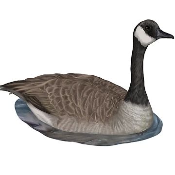 Artwork thumbnail, Canadian Goose by Modsecai