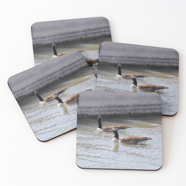 Item preview, Ganso de Canadá mirando designed and sold by BackyardBirder.