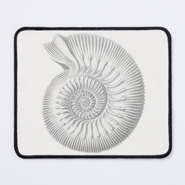 Item preview, Sea Shell, SeaShell, Nautilus Pompilius, Vintage Sea Shell Art Print, Sea Shell Decor designed and sold by maxa0109.