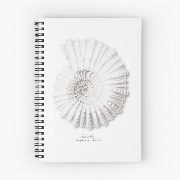 Item preview, Sea Shell, Nautilus Pompilius, SeaShell, Vintage Sea Shell Art Print, Sea Shell Decor designed and sold by maxa0109.