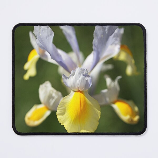 Item preview, Dutch Iris Full Flowering Display designed and sold by Joy Watson - Natural Light Photography .