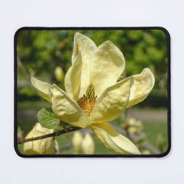 Item preview, Magnolia Flower designed and sold by Alisonchambers2.