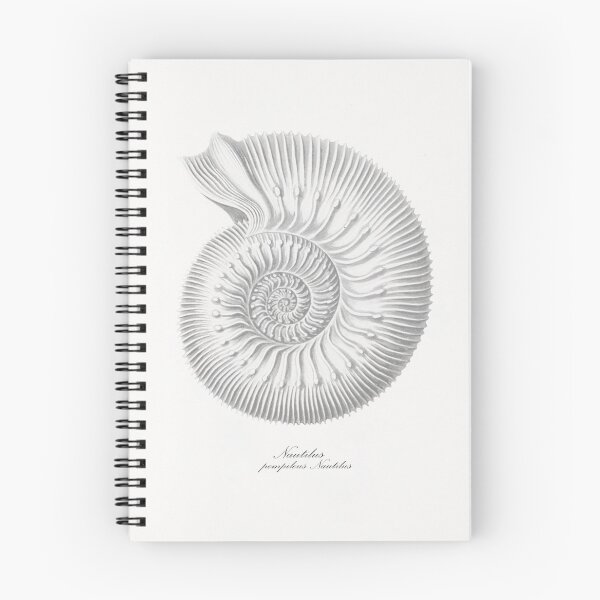 Aperçu de l'œuvre Coquillage, Coquillage, Nautilus Pompilius, impression d’art de coquillage de mer vintage, décor de coquillage de mer créée et vendue par maxa0109.