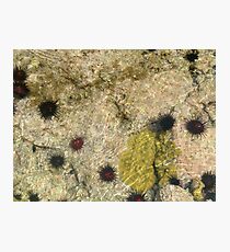 Urchins Photographic Print