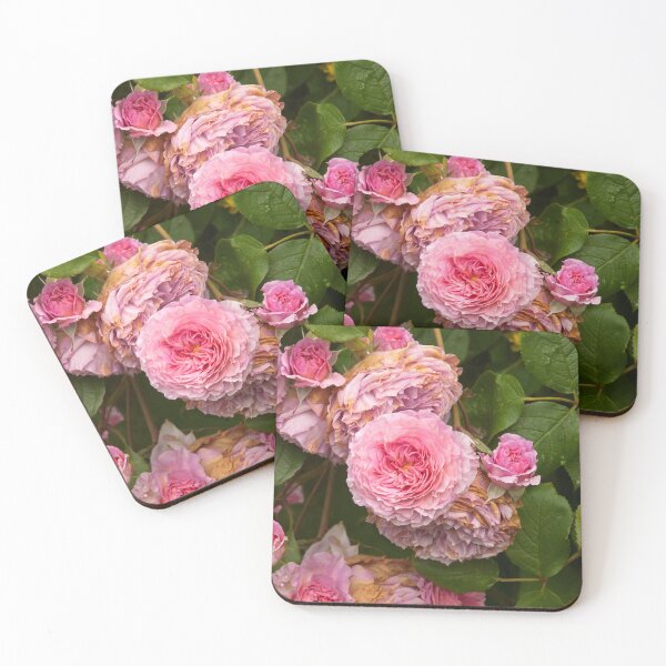 Item preview, Rose bush designed and sold by Erwin G. Kotzab.