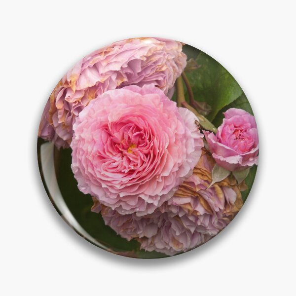 Item preview, Rose bush designed and sold by Erwin G. Kotzab.