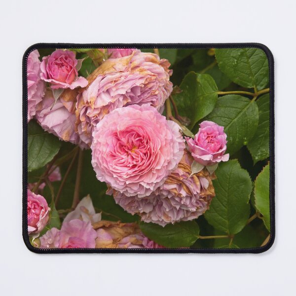 Item preview, Rose bush designed and sold by Erwin G. Kotzab.