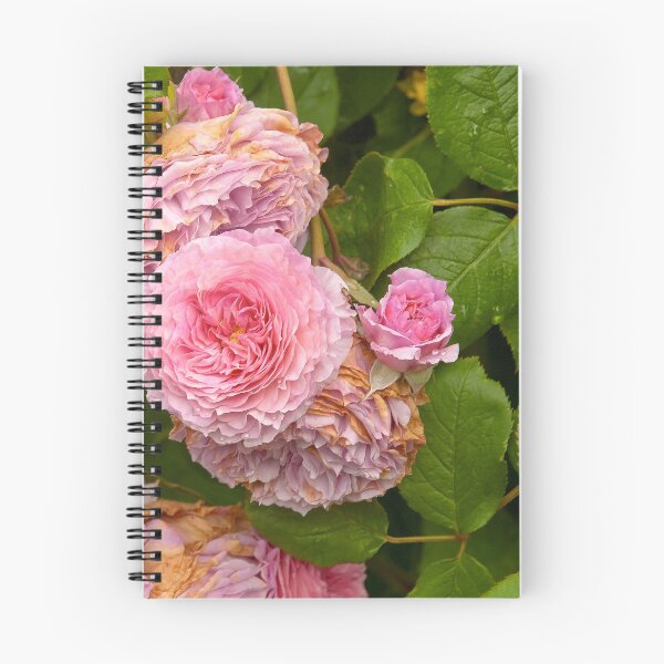 Item preview, Rose bush designed and sold by Erwin G. Kotzab.