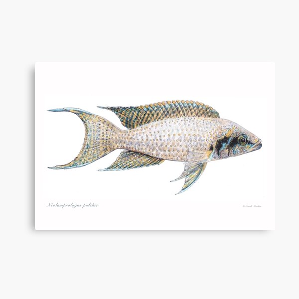 Item preview, Neolamprologus pulcher - or daffodil cichlid designed and sold by sarahmarkes.