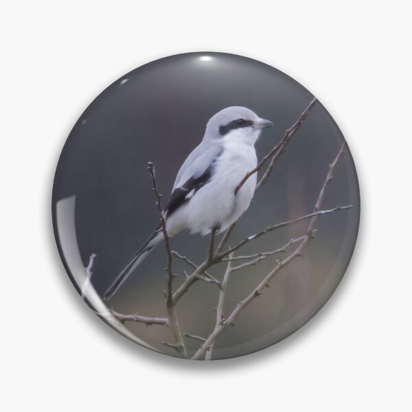 Item preview, Great Grey Shrike designed and sold by LaurenTucker.