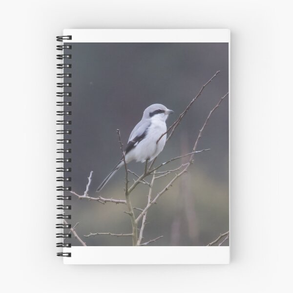 Item preview, Great Grey Shrike designed and sold by LaurenTucker.