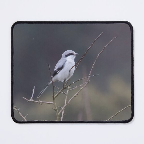 Item preview, Great Grey Shrike designed and sold by LaurenTucker.