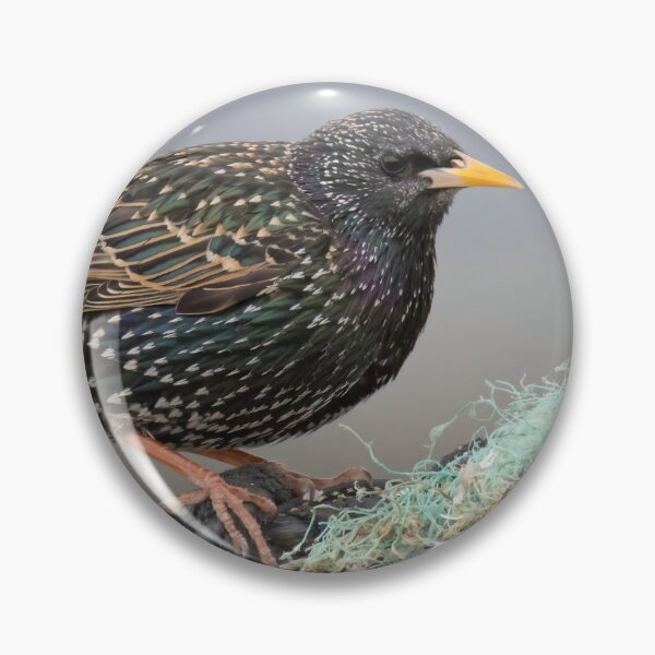 Item preview, Common Starling designed and sold by LaurenTucker.