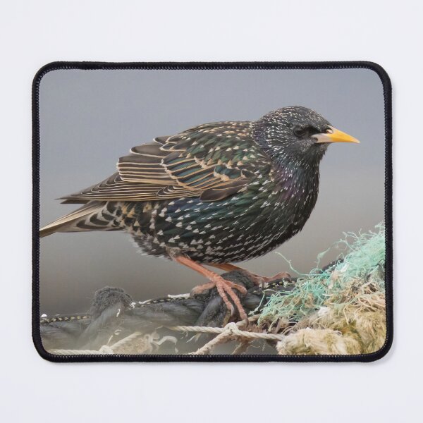Item preview, Common Starling designed and sold by LaurenTucker.