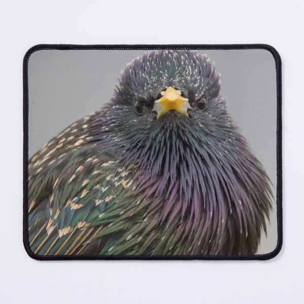 Item preview, Common Starling designed and sold by LaurenTucker.