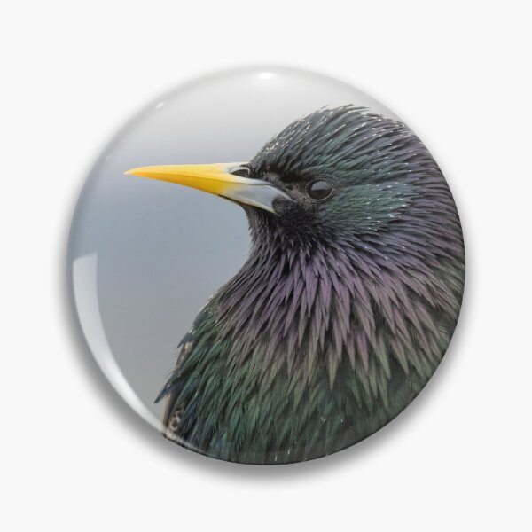Item preview, Common Starling designed and sold by LaurenTucker.