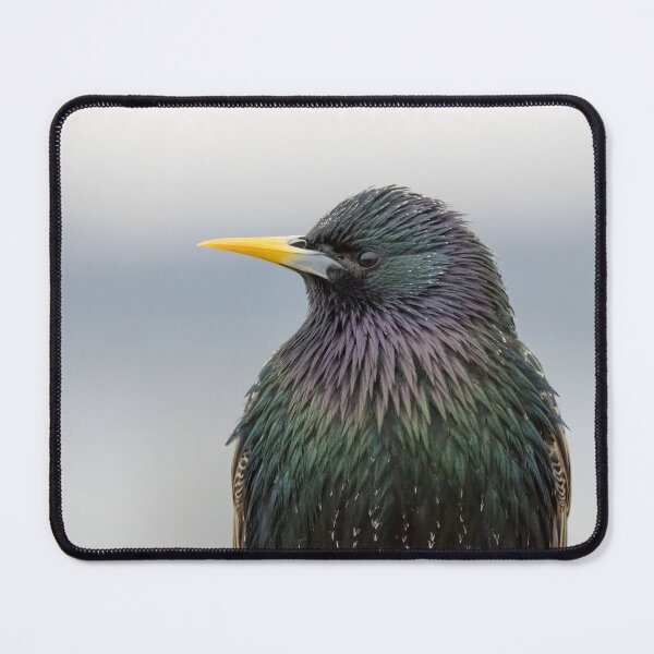 Item preview, Common Starling designed and sold by LaurenTucker.