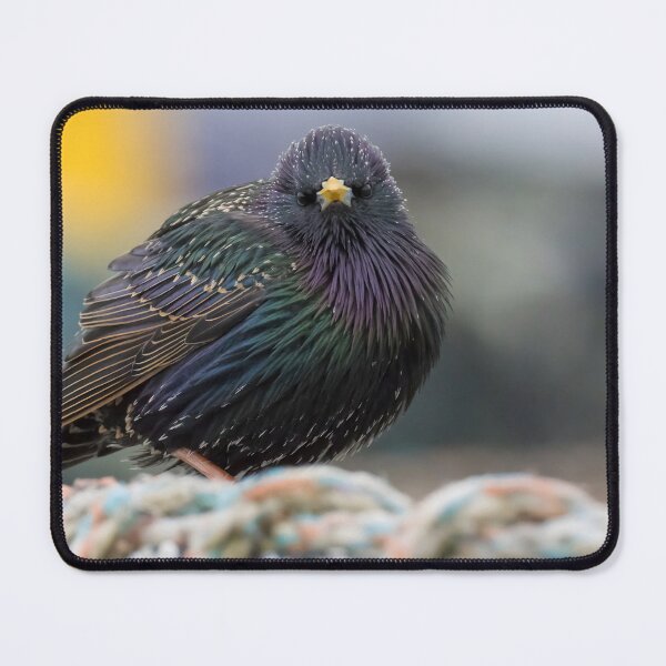 Item preview, Common Starling designed and sold by LaurenTucker.