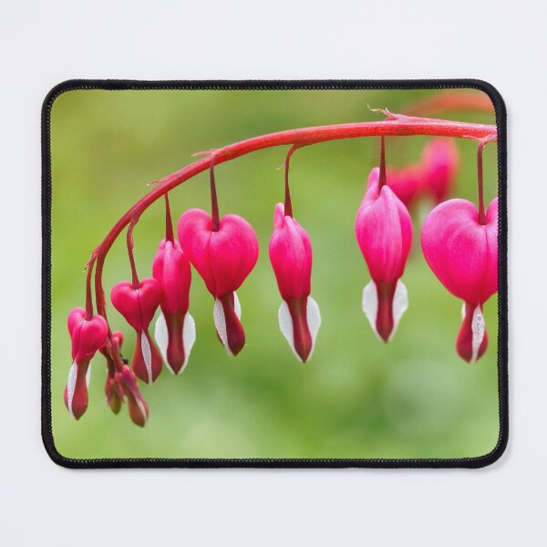 Item preview, Bleeding Heart Flowers - Lamprocapnos spectabilis designed and sold by Dorset Girl.