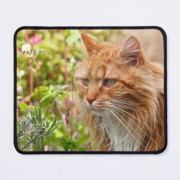 Item preview, Longhaired Ginger Tabby designed and sold by Dorset Girl.