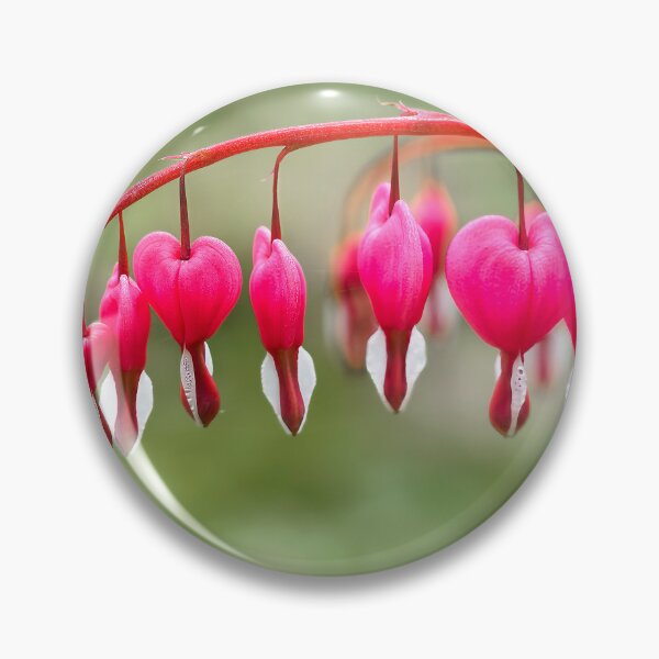 Item preview, Bleeding Heart Flowers - Lamprocapnos spectabilis designed and sold by Dorset Girl.