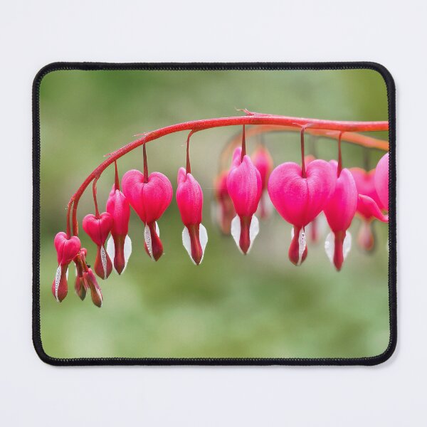 Item preview, Bleeding Heart Flowers - Lamprocapnos spectabilis designed and sold by Dorset Girl.