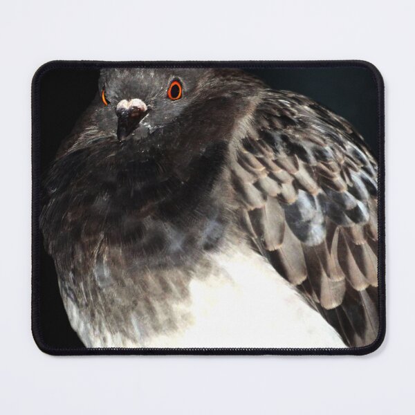 Item preview, Pigeon wants beef designed and sold by DanRoss.