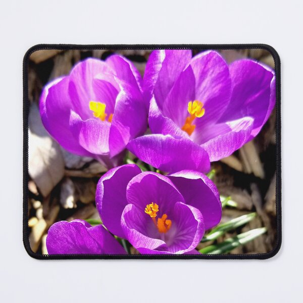 Item preview, Four Fresh Crocuses designed and sold by bjtomiko.