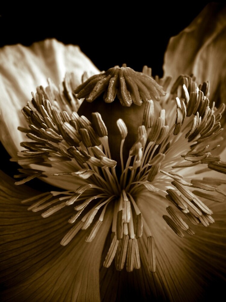 Sepia Poppy by gardenpictures