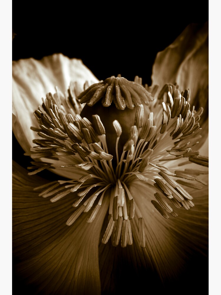 Sepia Poppy by gardenpictures