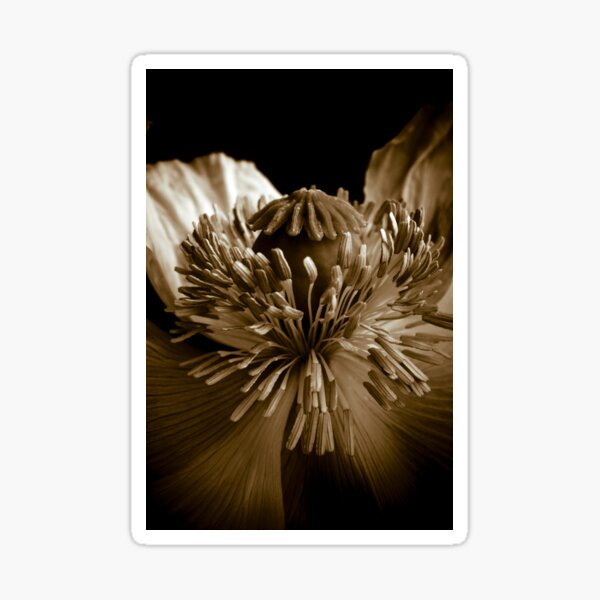 Sepia Poppy Sticker