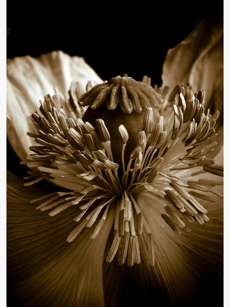 Sepia Poppy by gardenpictures