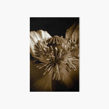 Sepia Poppy Art Board Print