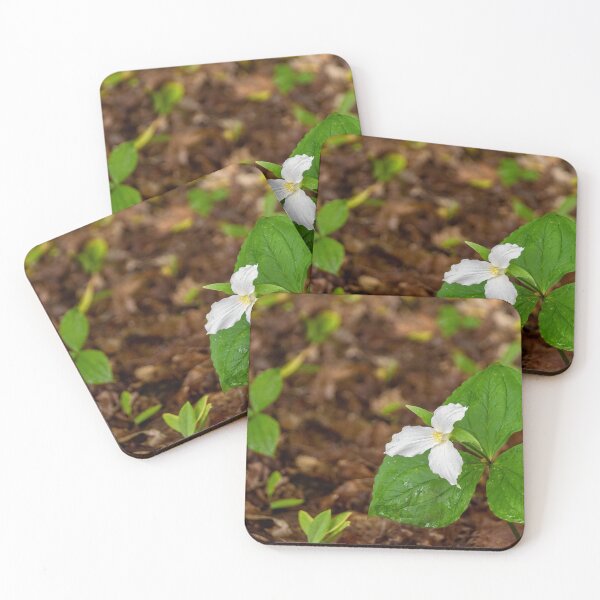 Item preview, Trillium Blooming in a Forest 1 designed and sold by jrtwynam.