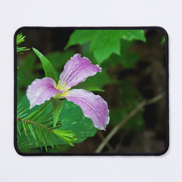 Item preview, Trillium Blooming in a Forest 2 designed and sold by jrtwynam.