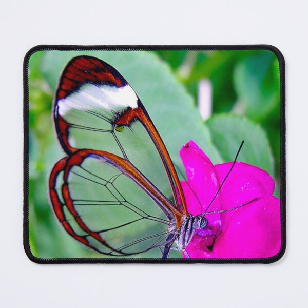 Item preview, “Golden-Edged Beauty: Glasswing Butterfly Sipping Nectar on Pink Blossom” designed and sold by IDoMatterROSASS.