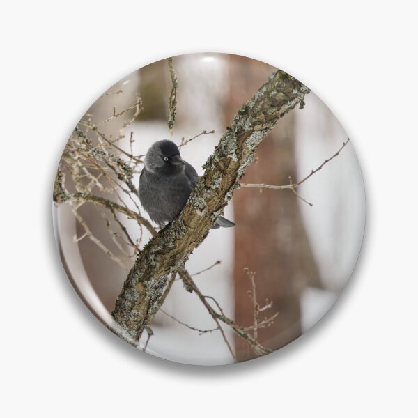 Item preview, Parkbird. Eurasian jackdaw designed and sold by Jouko Lehto Photography.