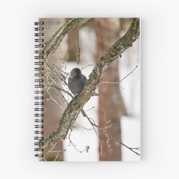 Item preview, Parkbird. Eurasian jackdaw designed and sold by Jouko Lehto Photography.