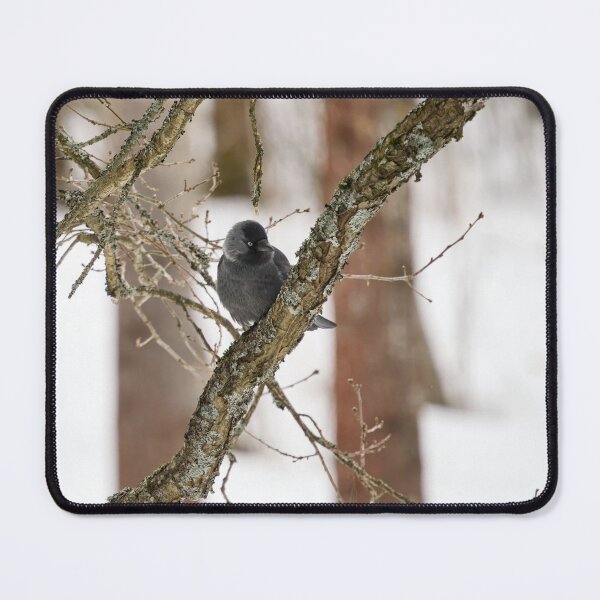 Item preview, Pájaro del parque. Grajilla euroasiática designed and sold by Jouko Lehto Photography.