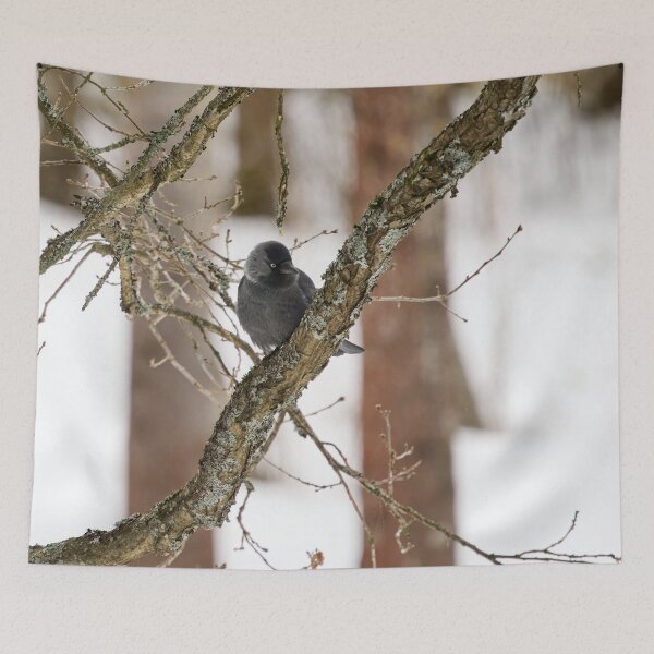 Item preview, Parkbird. Eurasian jackdaw designed and sold by Jouko Lehto Photography.