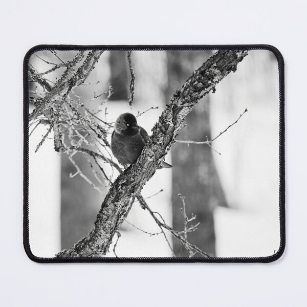 Item preview, Pájaro del parque. Grajilla euroasiática bw designed and sold by Jouko Lehto Photography.